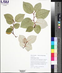 Elaeagnus pungens image