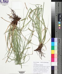 Carex cherokeensis image