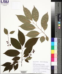 Prunus serotina var. serotina image