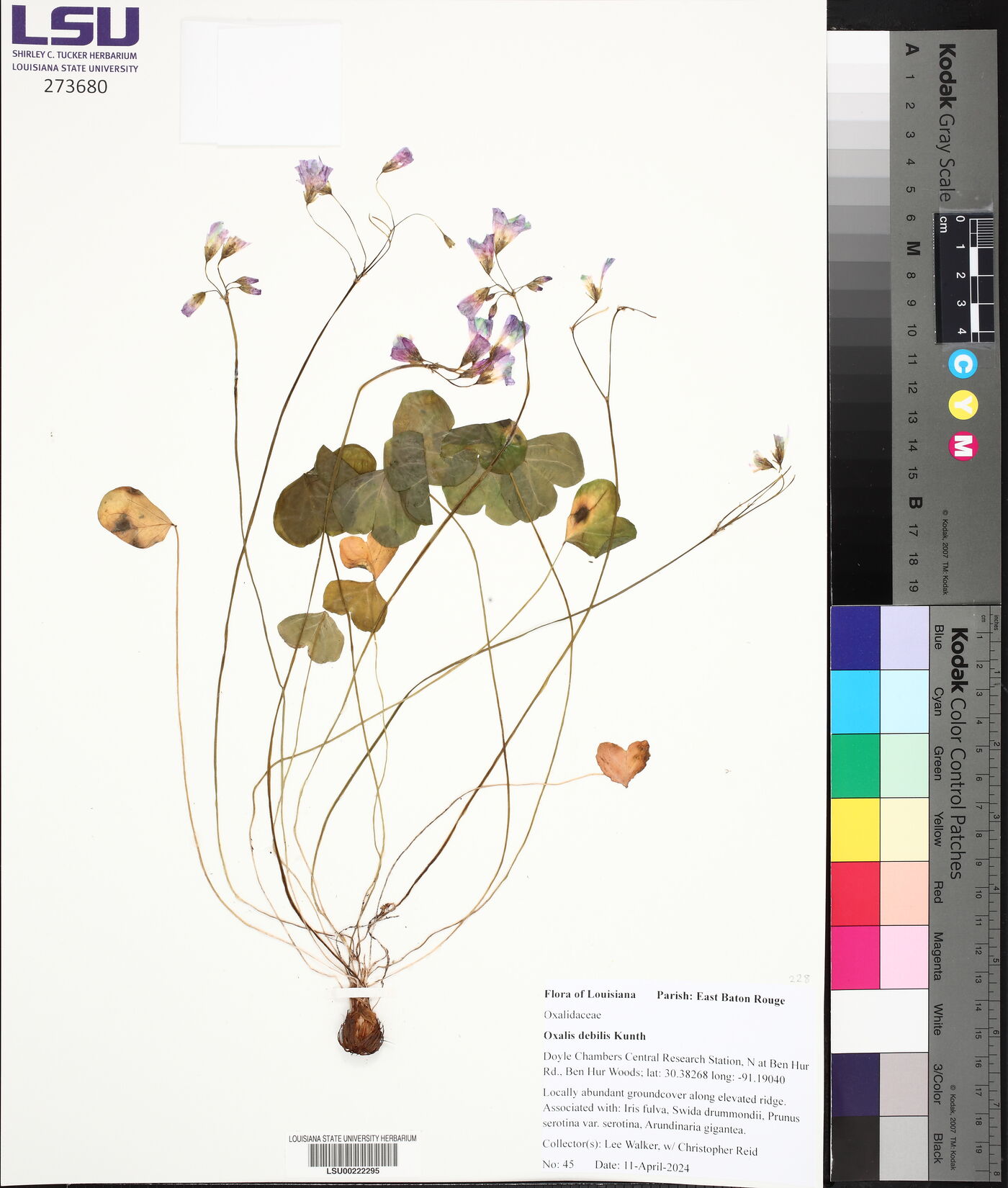 Oxalis debilis image