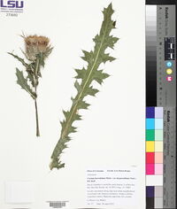 Cirsium horridulum var. megacanthum image