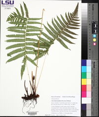Christella hispidula image