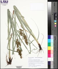 Carex crus-corvi image