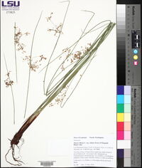 Juncus effusus var. solutus image