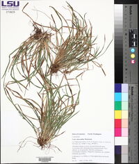 Carex abscondita image