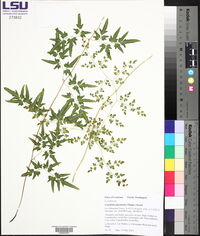 Lygodium japonicum image