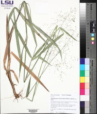 Dichanthelium scabriusculum image