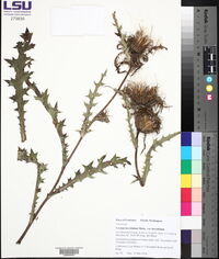 Cirsium horridulum var. horridulum image