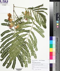 Albizia julibrissin image