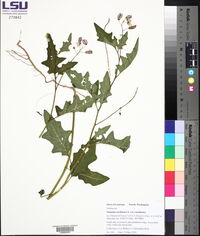 Solanum carolinense var. carolinense image