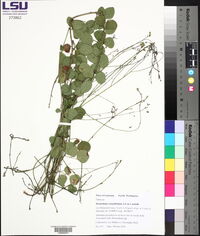Desmodium rotundifolium image