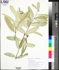 Asclepias viridis image