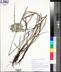 Cyperus virens image