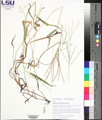 Digitaria ciliaris image