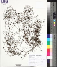 Galium tinctorium var. floridanum image