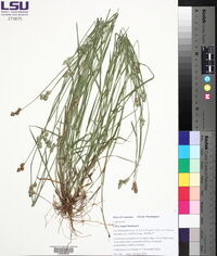 Carex longii image