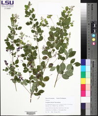 Lespedeza bicolor image