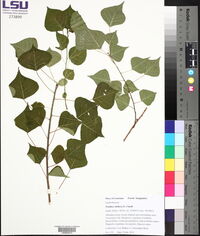 Triadica sebifera image