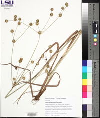 Juncus brachycarpus image