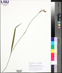 Alophia drummondii image