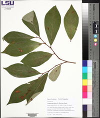 Asimina parviflora image