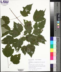 Acer rubrum var. trilobum image