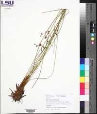 Juncus coriaceus image