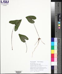 Hexastylis arifolia image