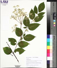 Aralia spinosa image