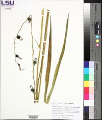 Manfreda virginica image