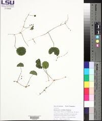 Hydrocotyle verticillata image