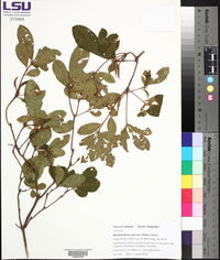 Rhododendron canescens image