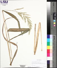Echinochloa walteri image