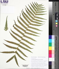 Christella hispidula image