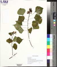 Triadica sebifera image