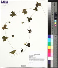 Melothria pendula image
