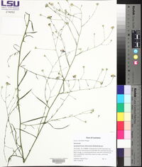 Symphyotrichum subulatum var. ligulatum image