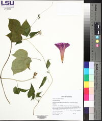 Ipomoea indica image