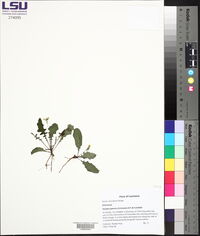 Youngia japonica image