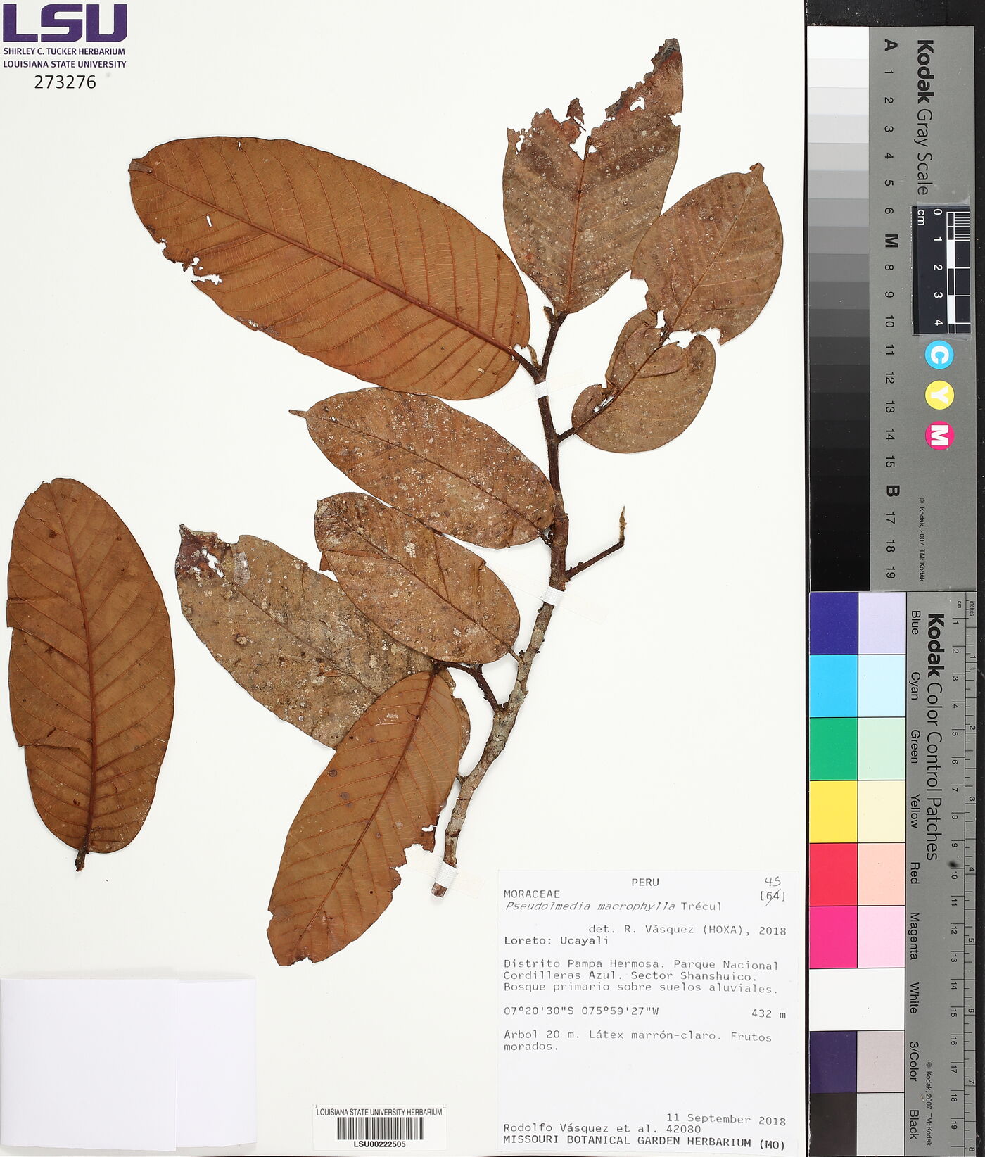 Pseudolmedia macrophylla image