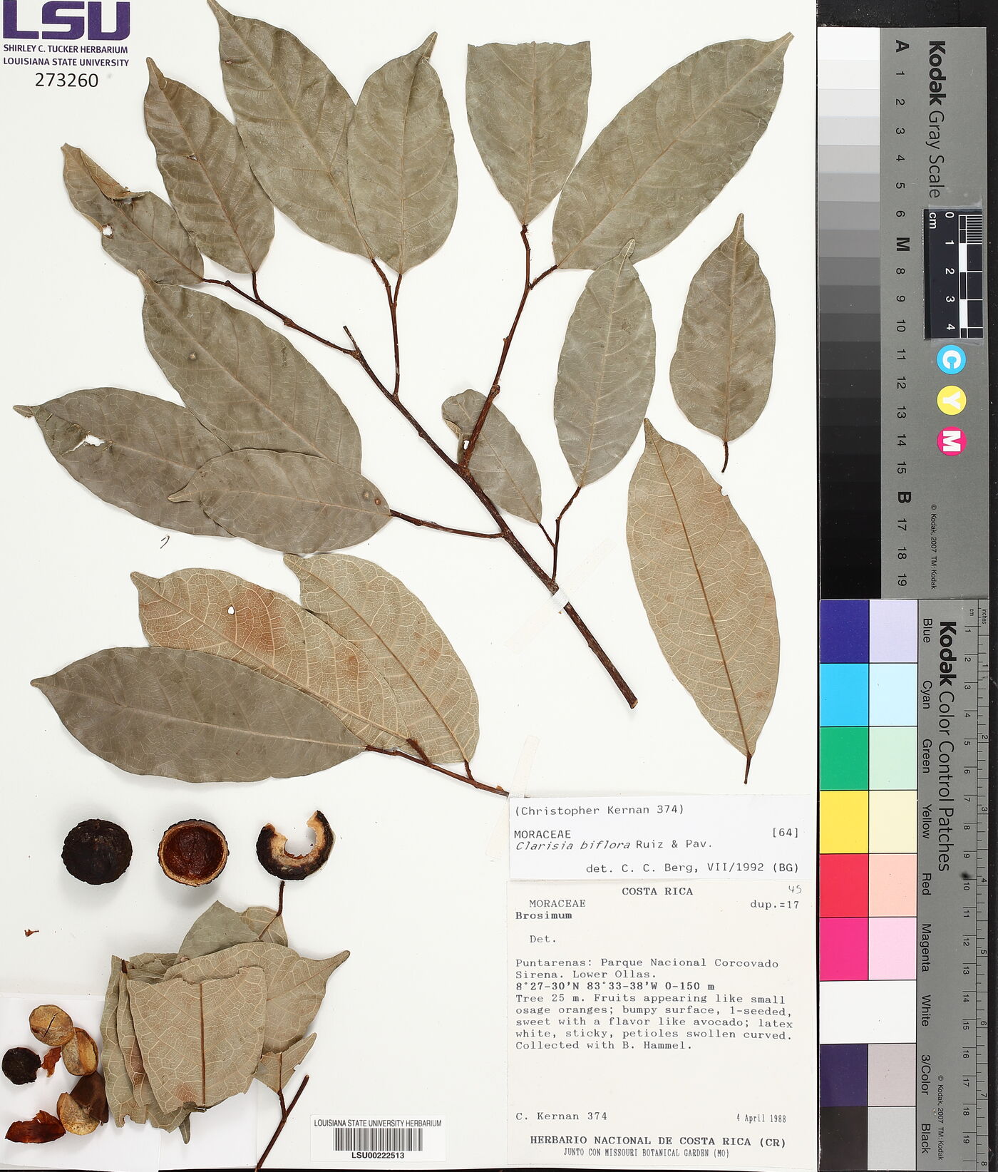 Clarisia biflora image