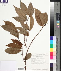 Trophis racemosa image