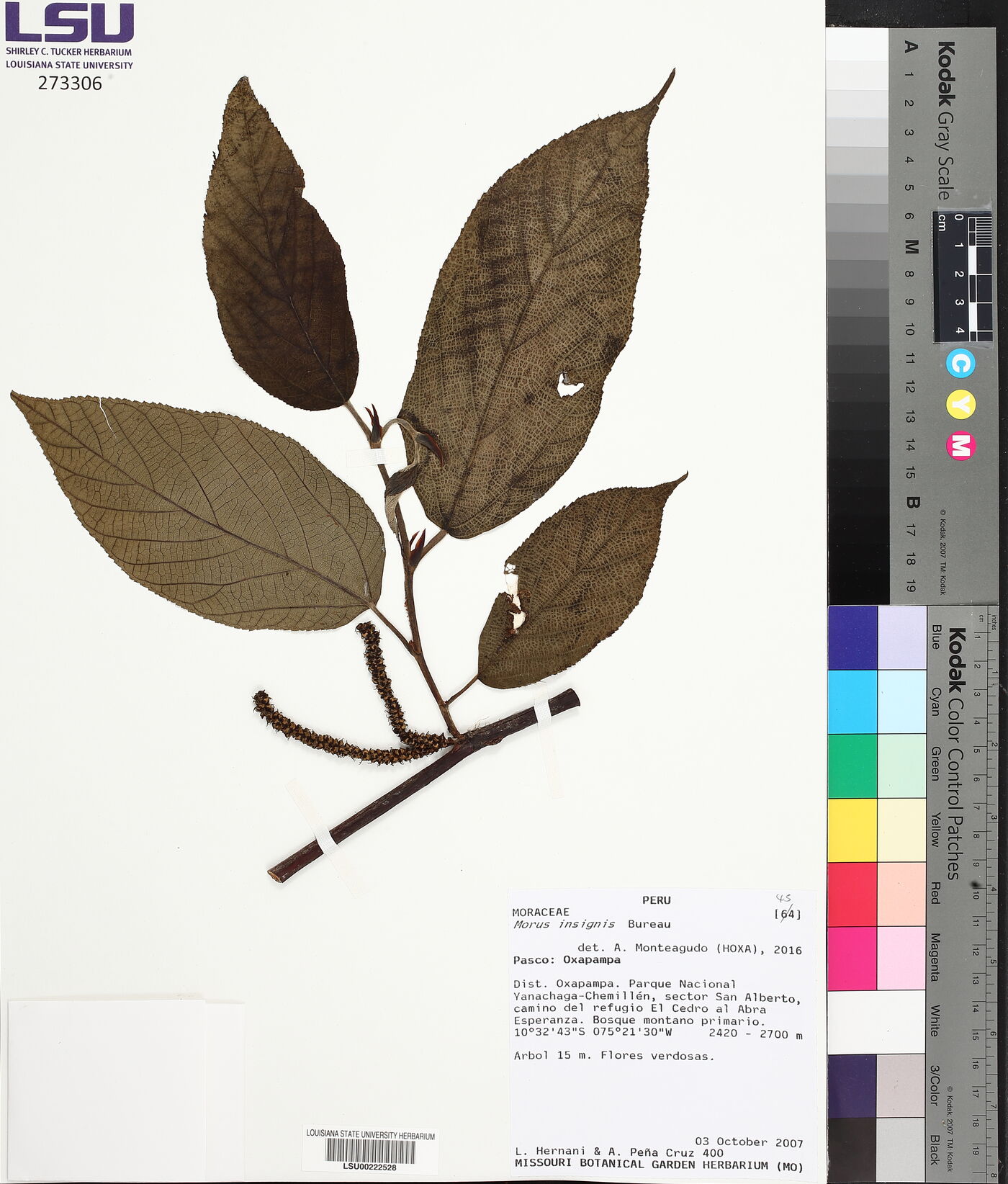 Morus insignis image