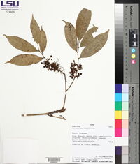 Sorocea muriculata image