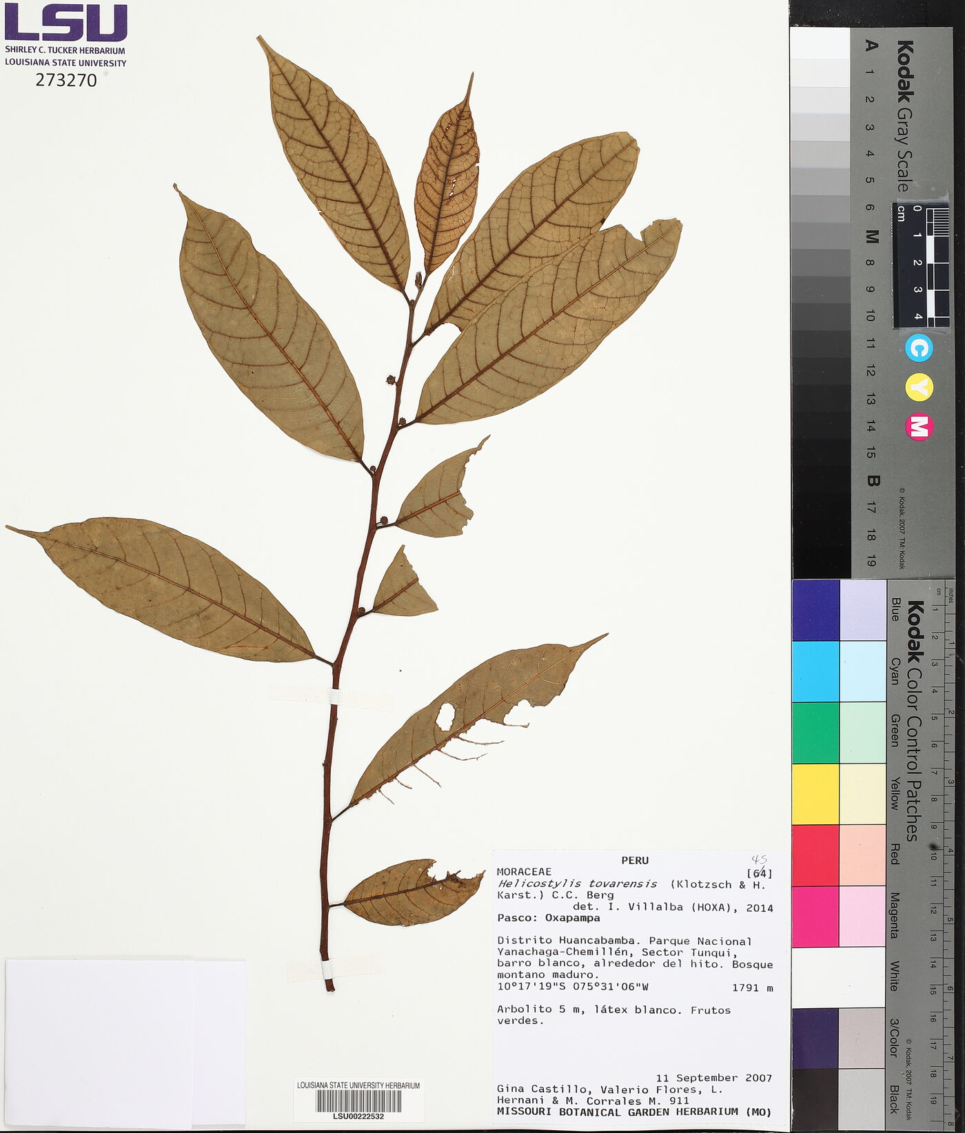 Helicostylis tovarensis image
