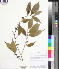 Sorocea muriculata image