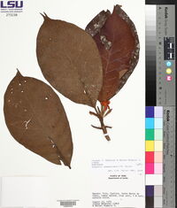 Media resource of Hippotis vasqueziana