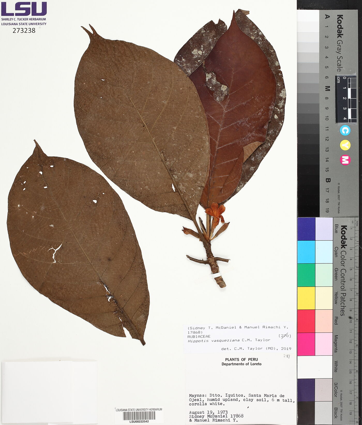 Hippotis vasqueziana image
