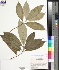 Rudgea stipulacea image
