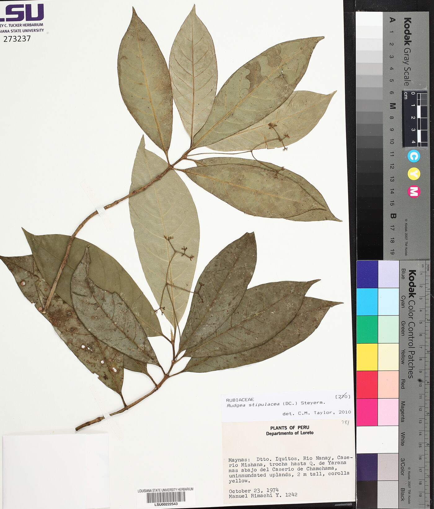 Rudgea stipulacea image